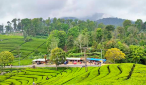 Tempat Wisata Kawah Putih dengan Spot Menarik 